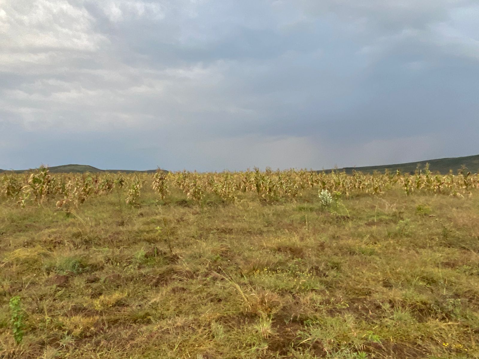 Mizani 2025-11-28 at 09.47.42 (2)