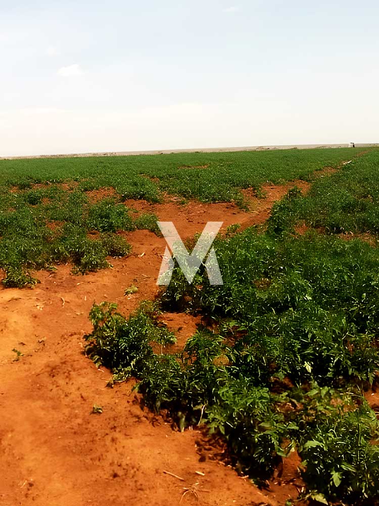 mval-plots-rumuruti-laikipia